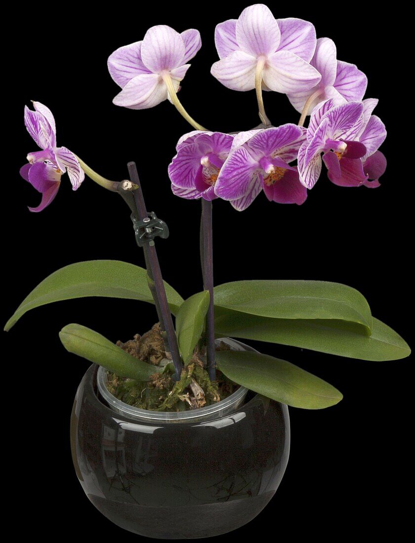 Phalaenopsis Mini