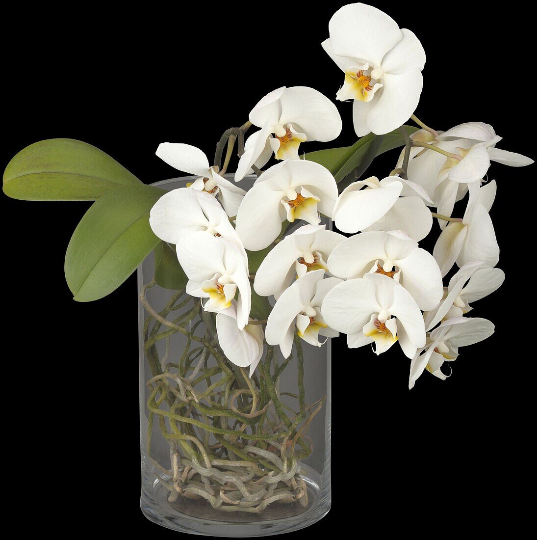 Phalaenopsis 'Root'