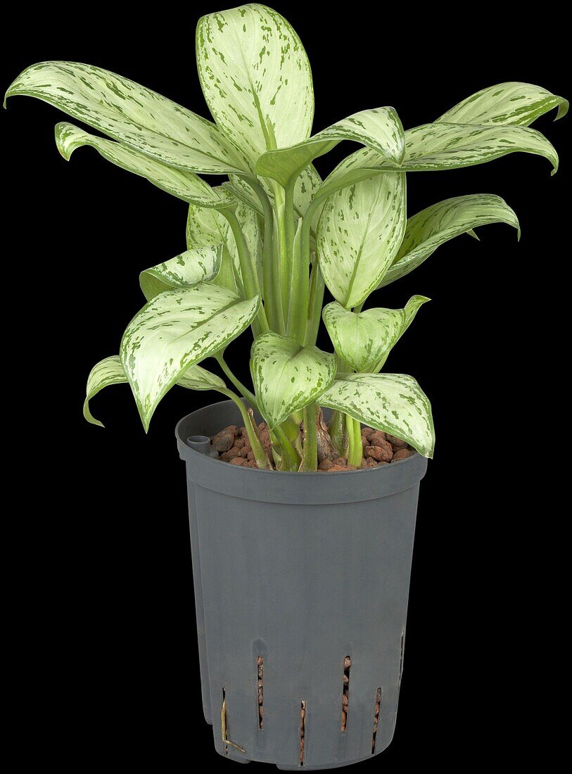 Dieffenbachia