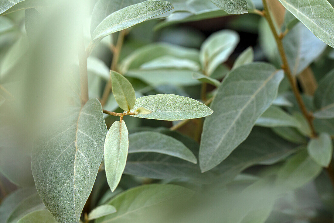 Elaeagnus commutata 'Zempin'