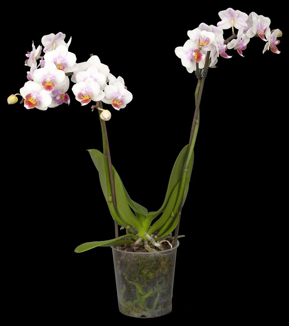 Phalaenopsis Kolibri 'Curacao'