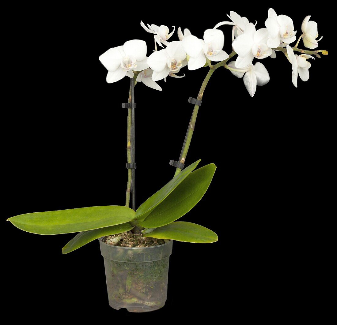 Phalaenopsis 'Mini Eva'