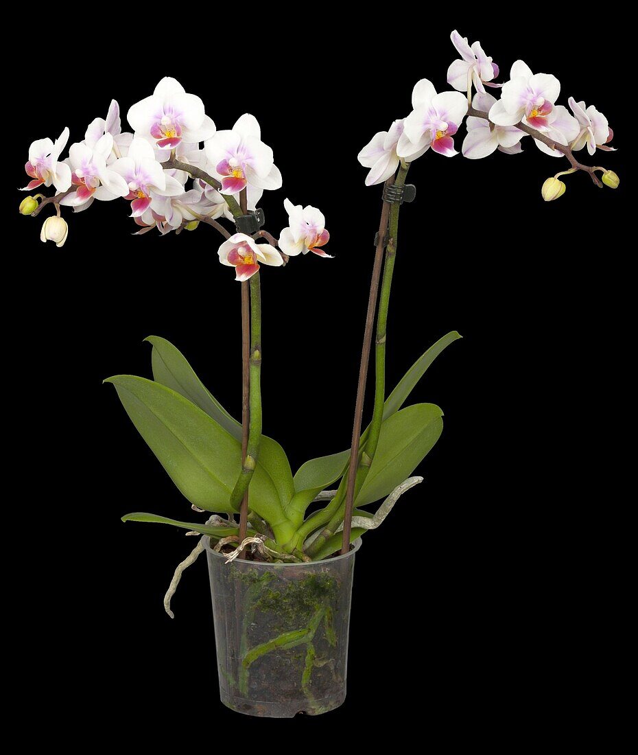 Phalaenopsis hummingbird 'Curacao'