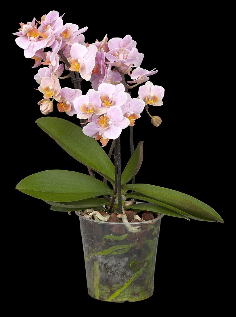 Phalaenopsis multiflora 'Boquetto Romantico'