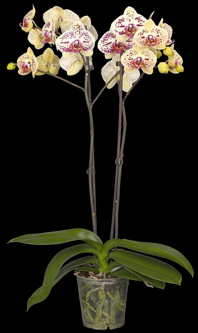 Phalaenopsis 'Mariola'