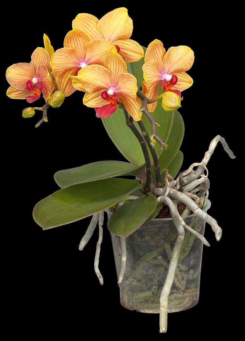 Phalaenopsis multiflora 'My Monroe Bronzer'