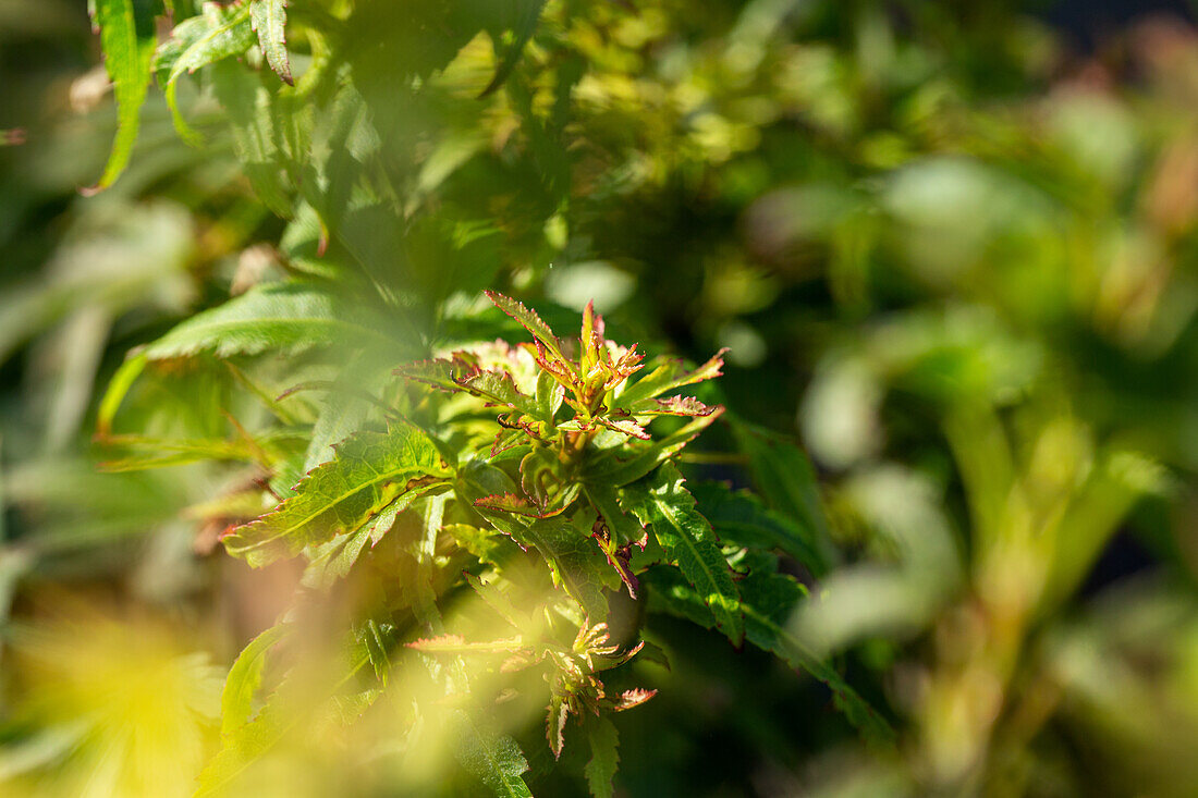 Acer palmatum 'Sharp's Pygmy'