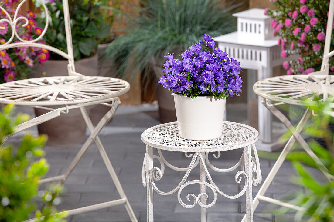 Campanula rotundifolia