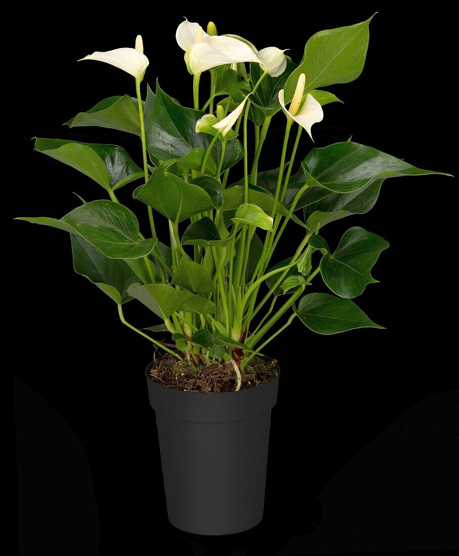 Anthurium x andreanum, white