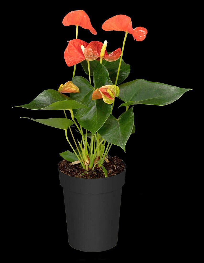 Anthurium x andreanum, orange