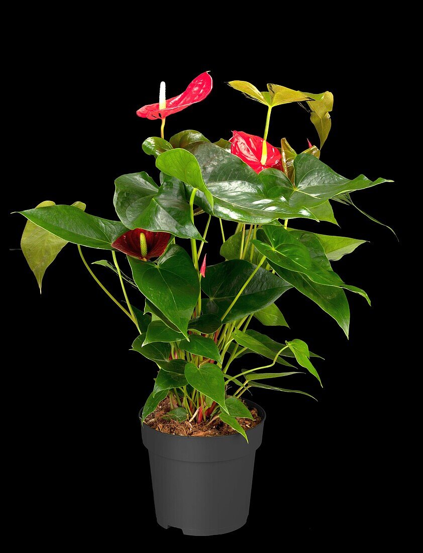 Anthurium x andreanum, red