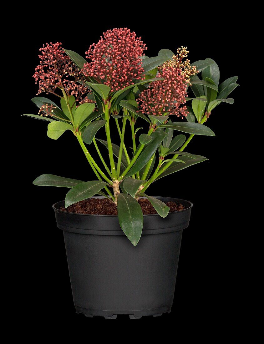 Skimmia japonica 'Rubella'