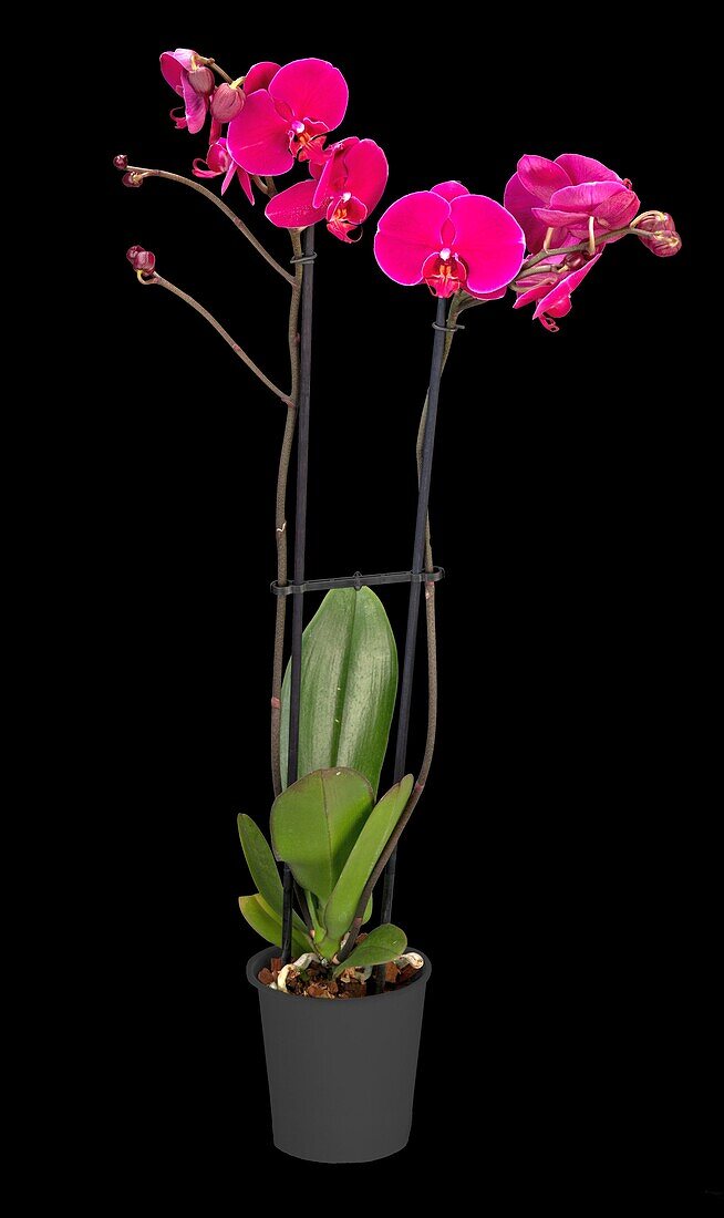 Phalaenopsis 'Rubina Mix'