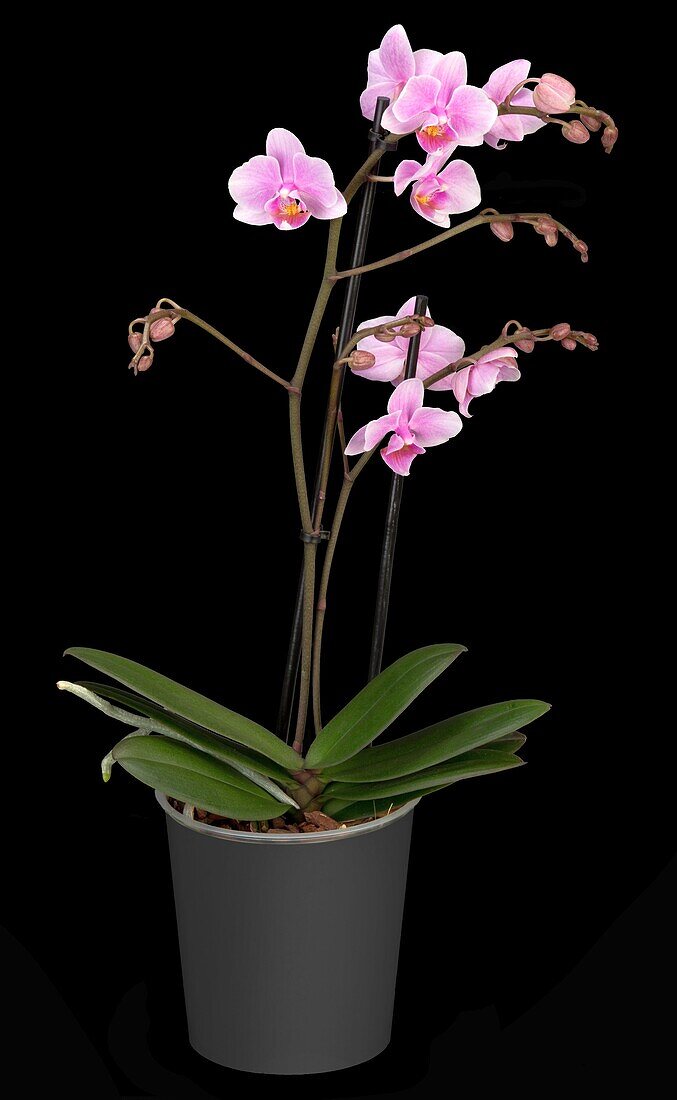 Phalaenopsis multiflora, pink