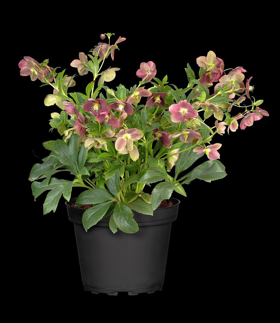 Helleborus orientalis, red