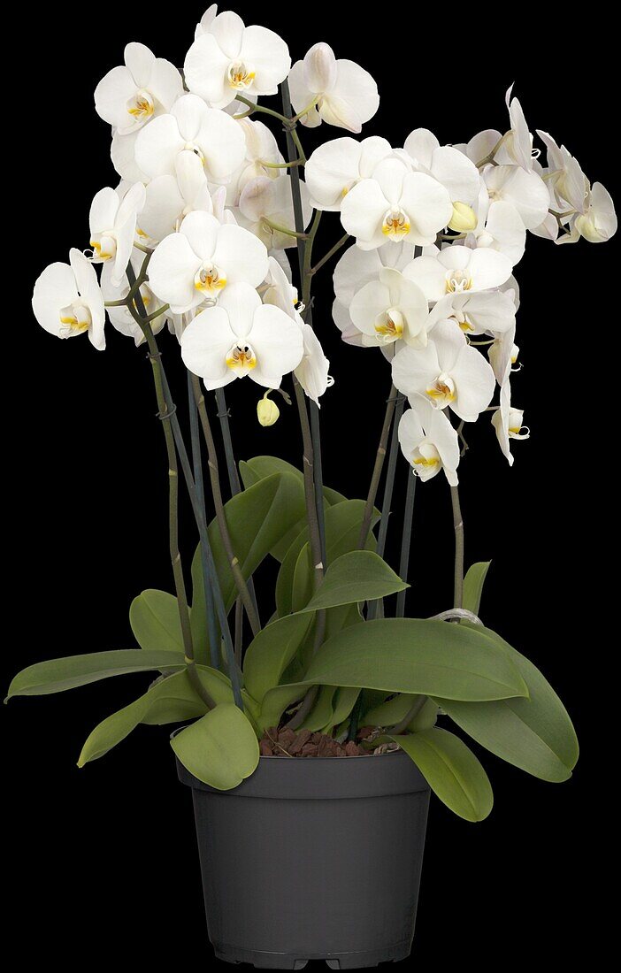 Phalaenopsis 'XXL'