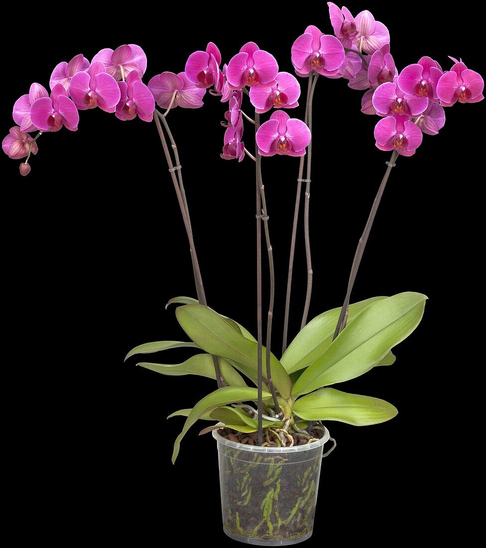 Phalaenopsis, magenta
