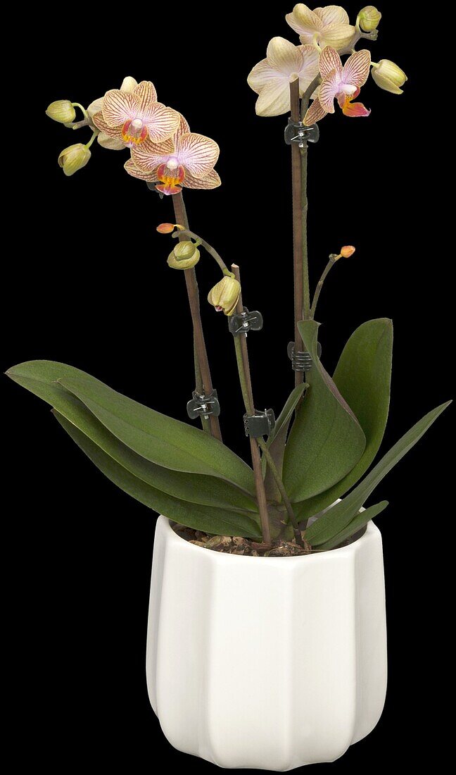 Phalaenopsis 'Kolibri'