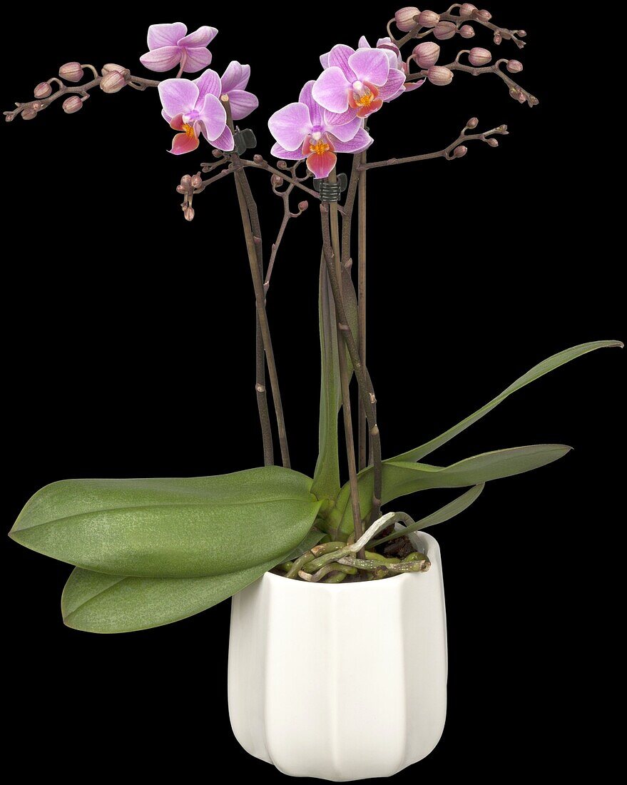 Phalaenopsis Kolibri, rosa