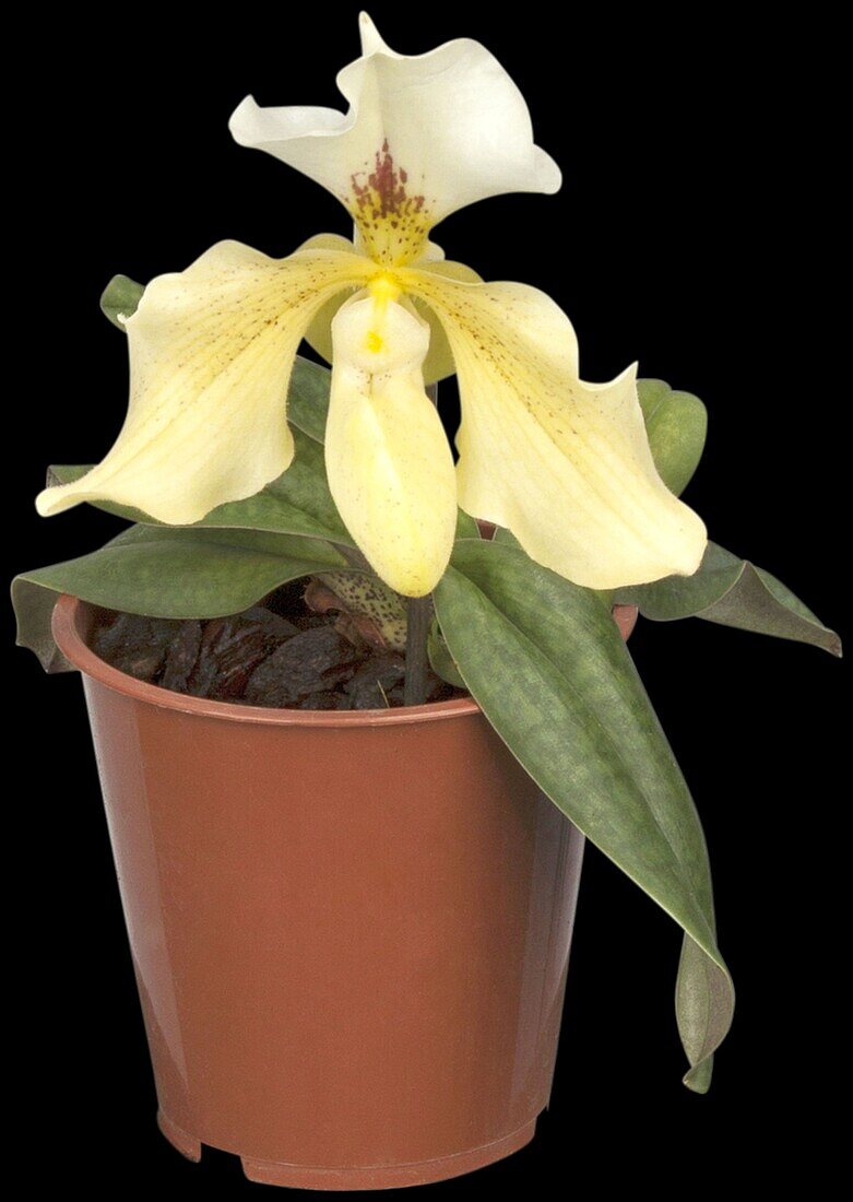 Paphiopedilum