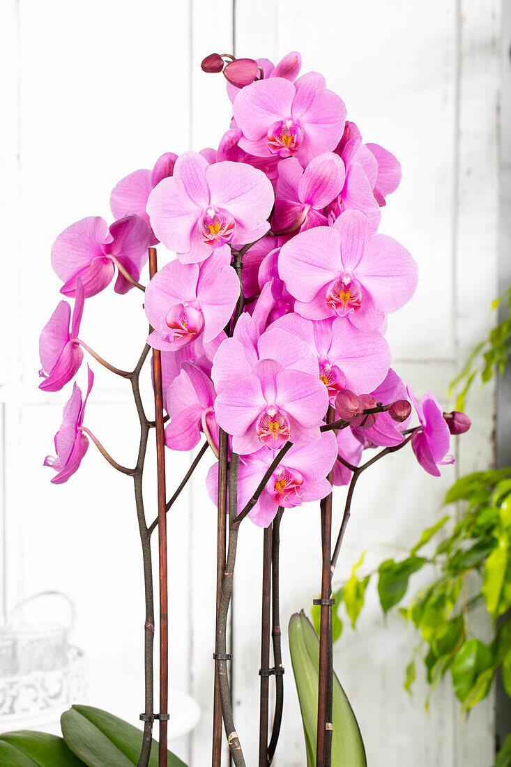 Phalaenopsis, pink