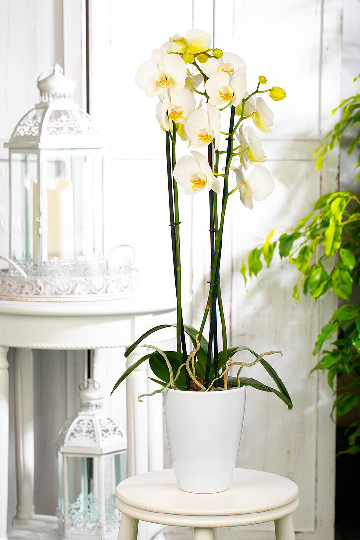 Phalaenopsis 'Dame Blanche'