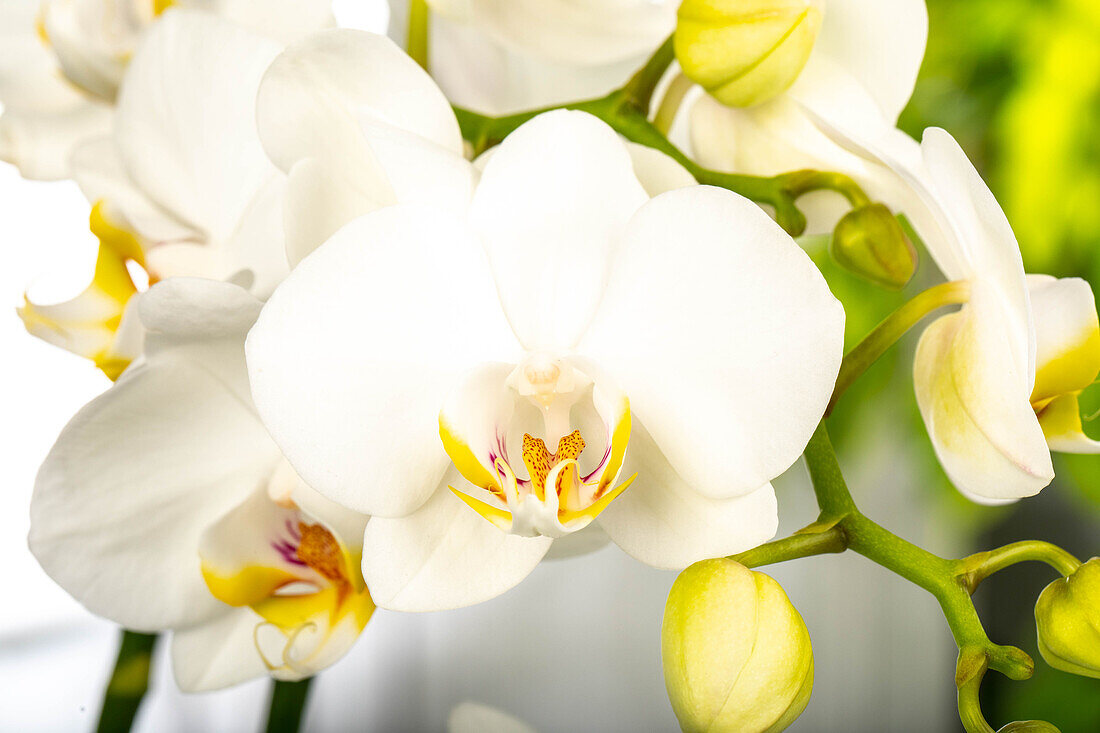 Phalaenopsis 'Dover'