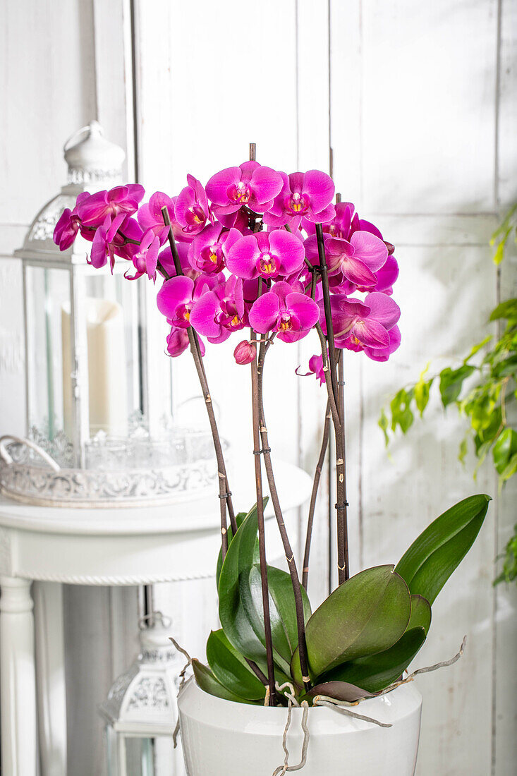 Phalaenopsis, pink