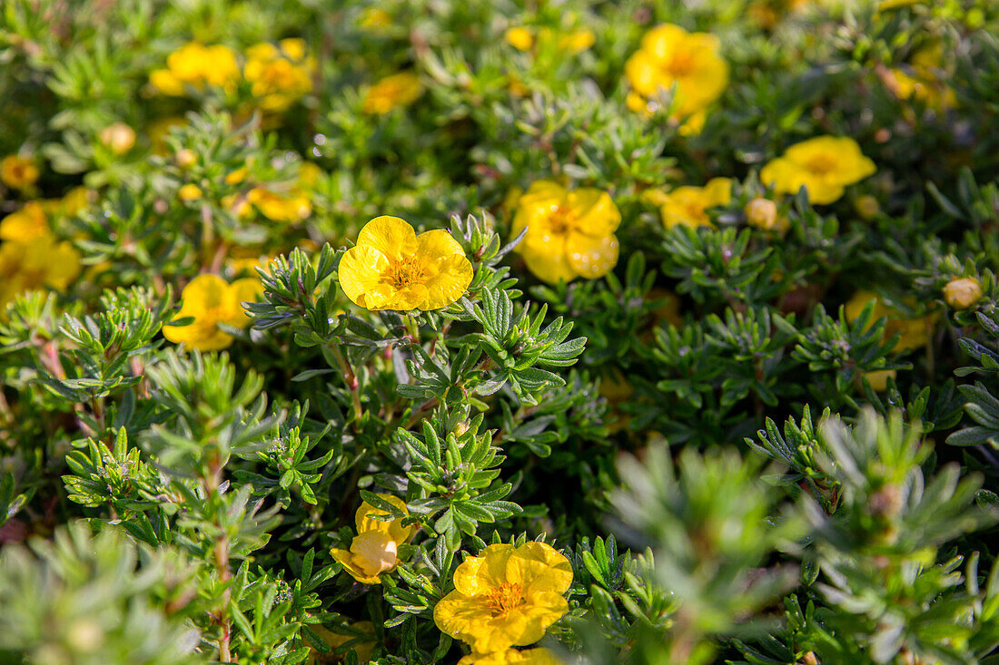 Potentilla fruticosa 'Kobold'