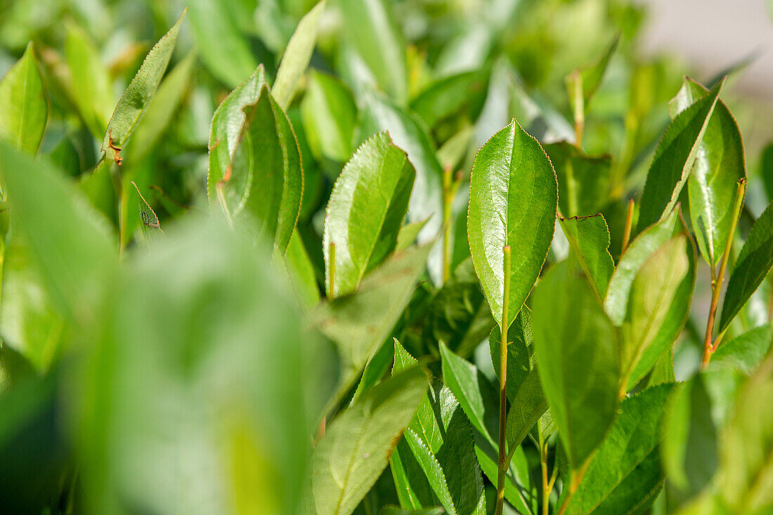 Aronia x prunifolia 'Nero'