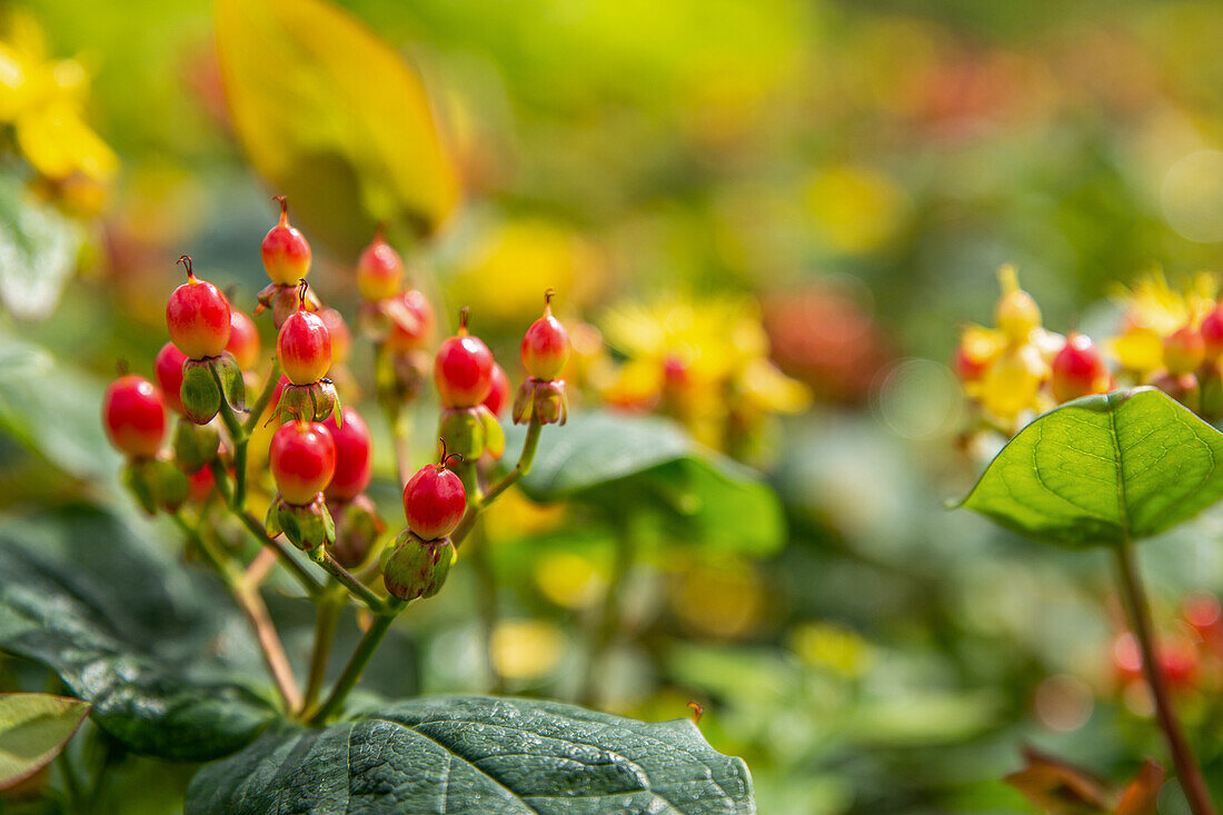 Hypericum inodorum