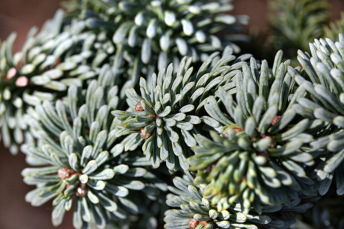 Abies procera 'Obrighofen'