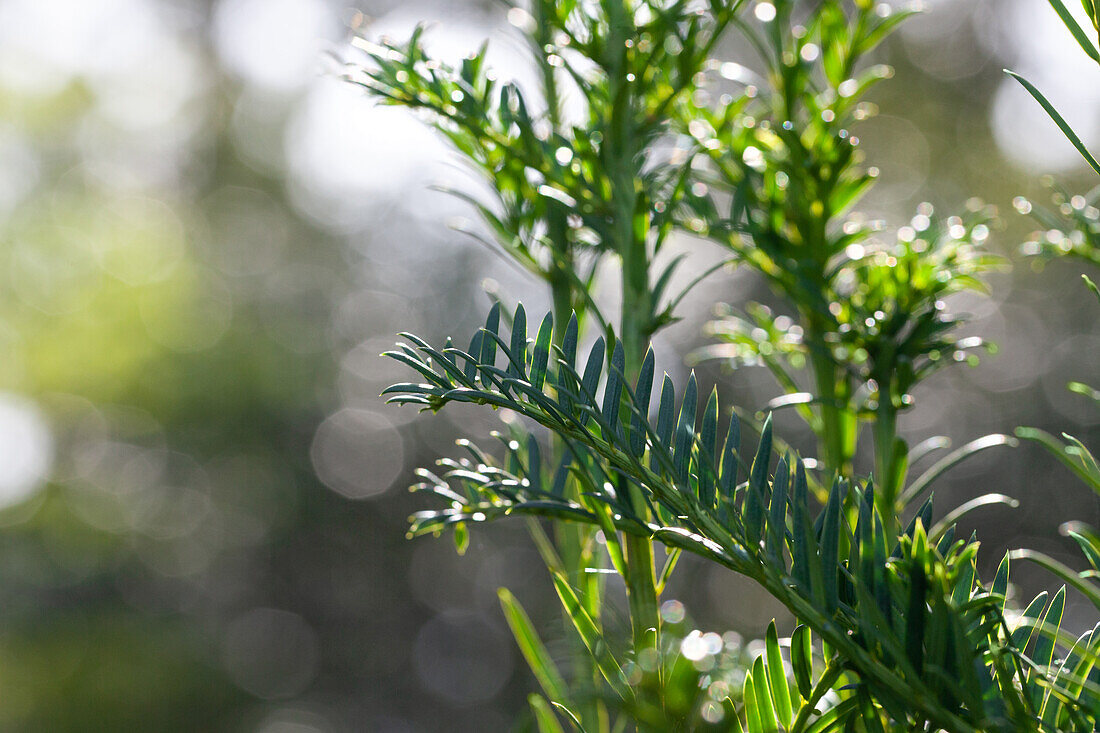 Taxus baccata 'Litfass'