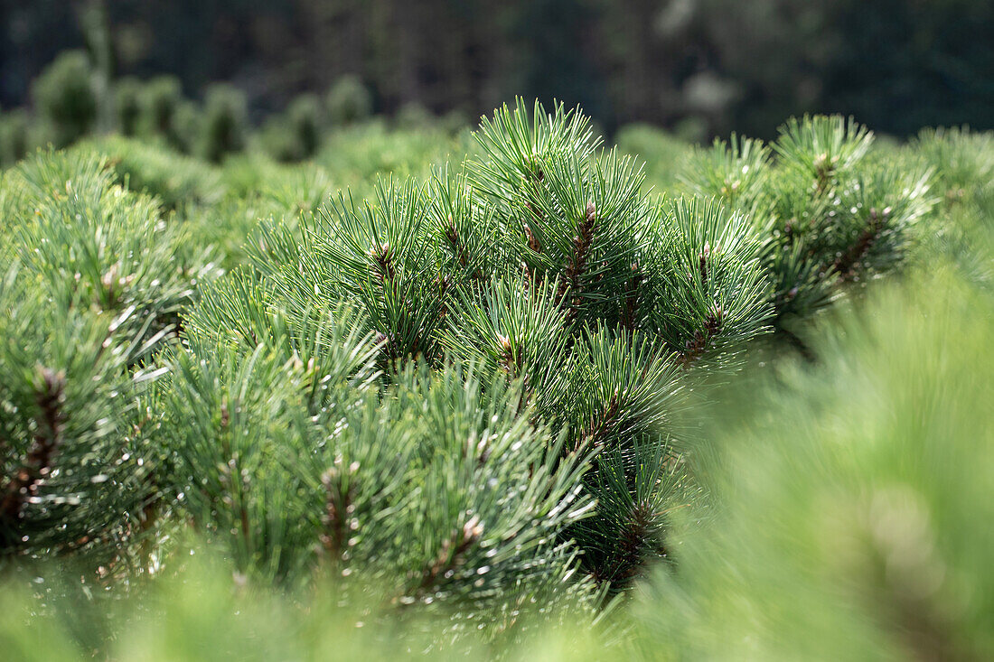 Pinus nigra 'Nana'