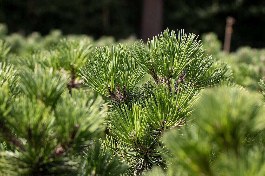 Pinus heldreichii 'Irish Bell'