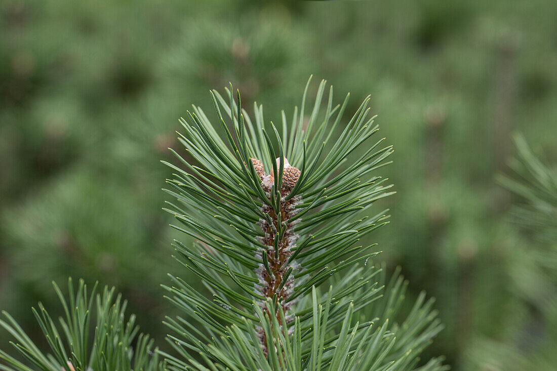 Pinus uncinata 'Heideperle'