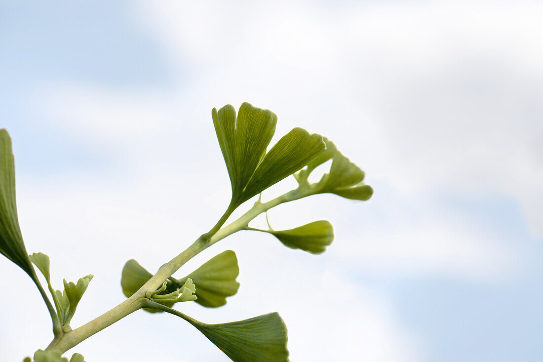 Ginkgo biloba 'Jade Butterflies'