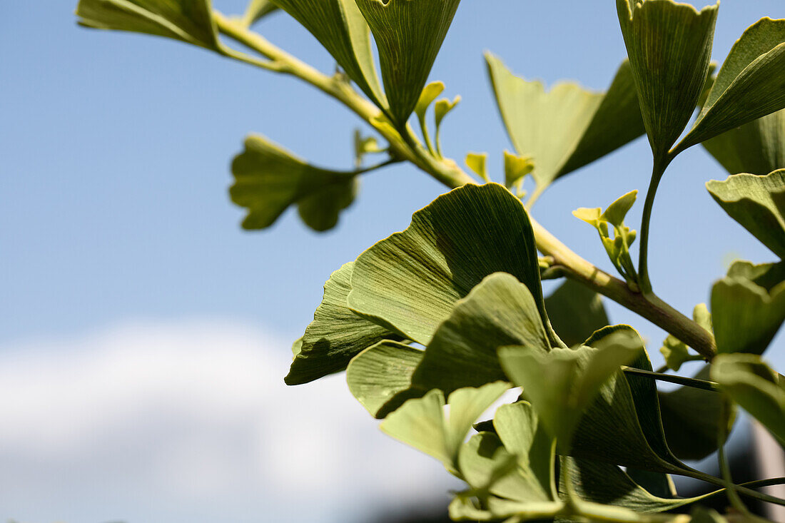 Ginkgo biloba 'Jade Butterflies'