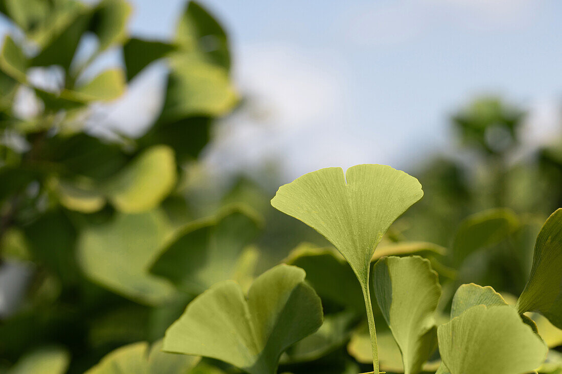 Ginkgo biloba 'Globus'