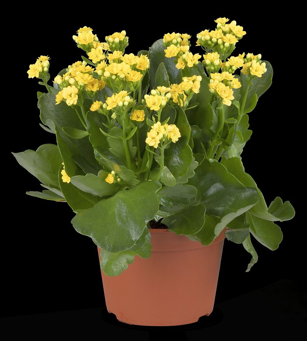 Kalanchoe blossfeldiana 'Calandiva'®, yellow