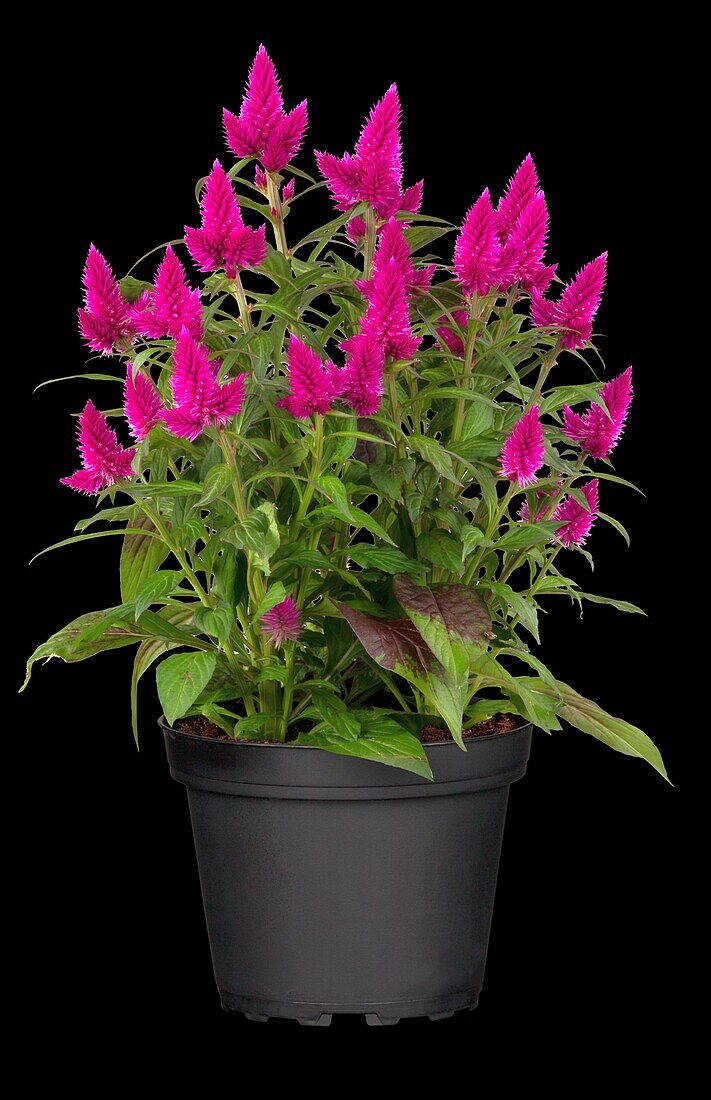 Celosia argentea 'Deep Purple'