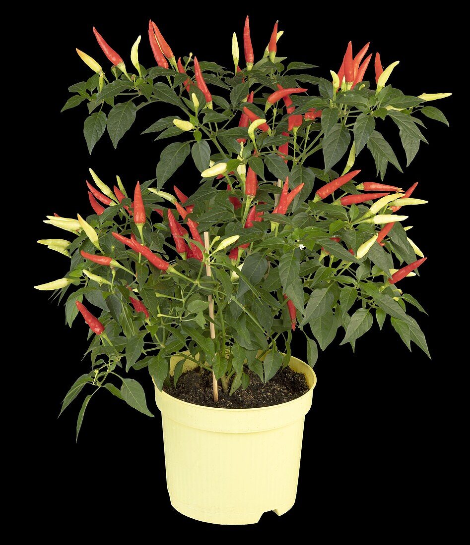 Capsicum frutescens 'Thai Chilli'