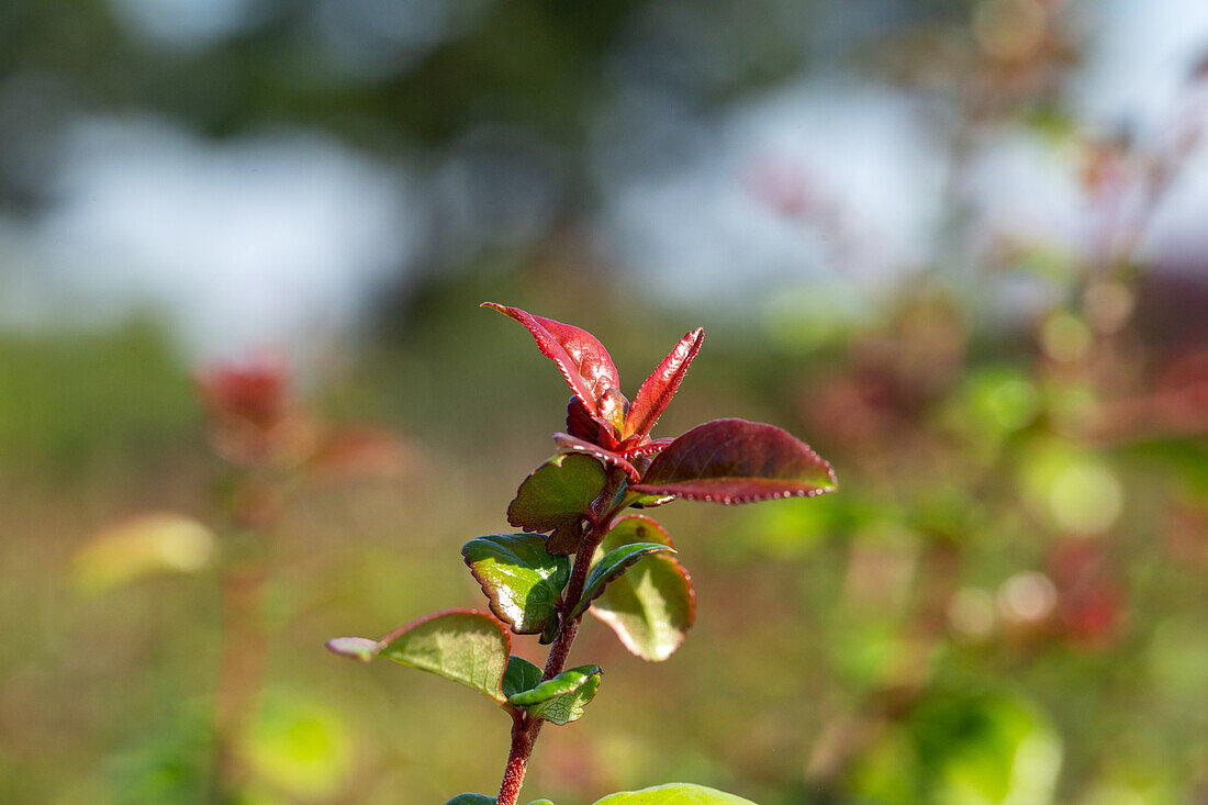 Chaenomeles 'Friesdorfer Typ 205'