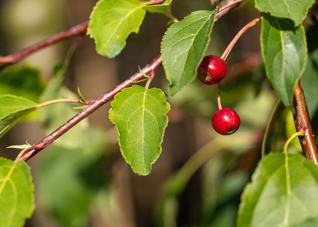 Malus 'Evereste'®