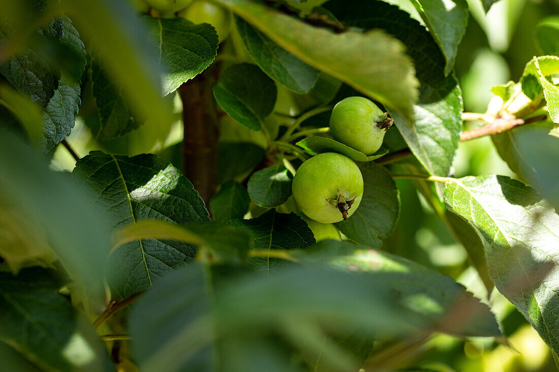 Malus x robusta 'Dolgo'