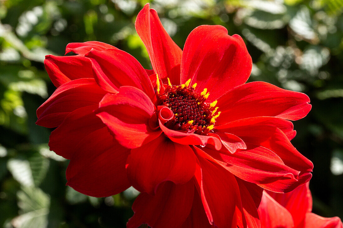 Dahlia, red