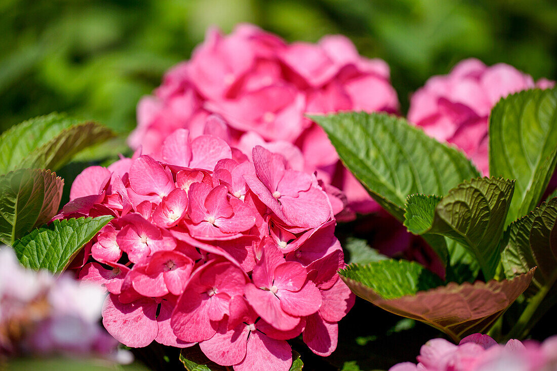 Hydrangea macrophylla, pink