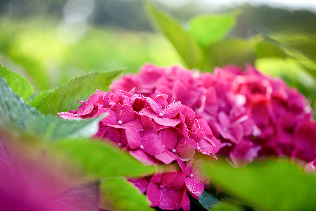 Hydrangea macrophylla, pink