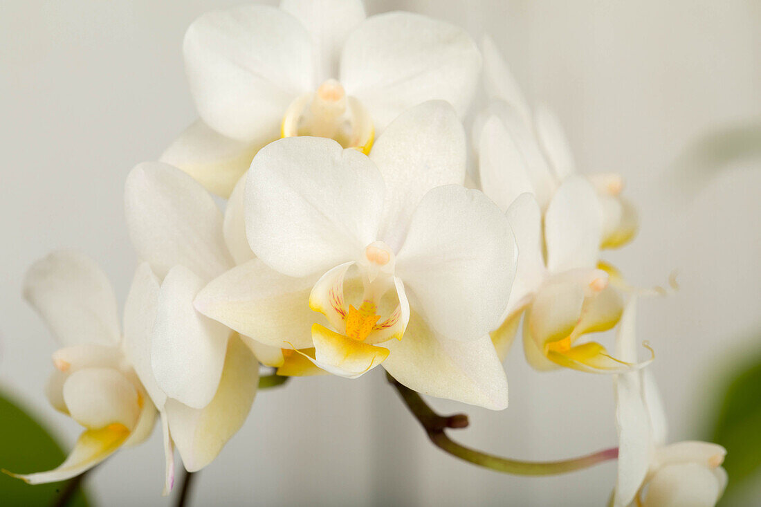 Phalaenopsis Mini, white