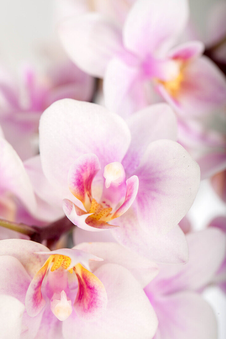 Phalaenopsis 'Table Dance'®